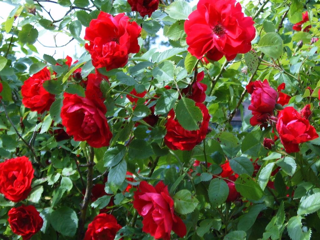 1059_20090329212129_Roses_28.jpg