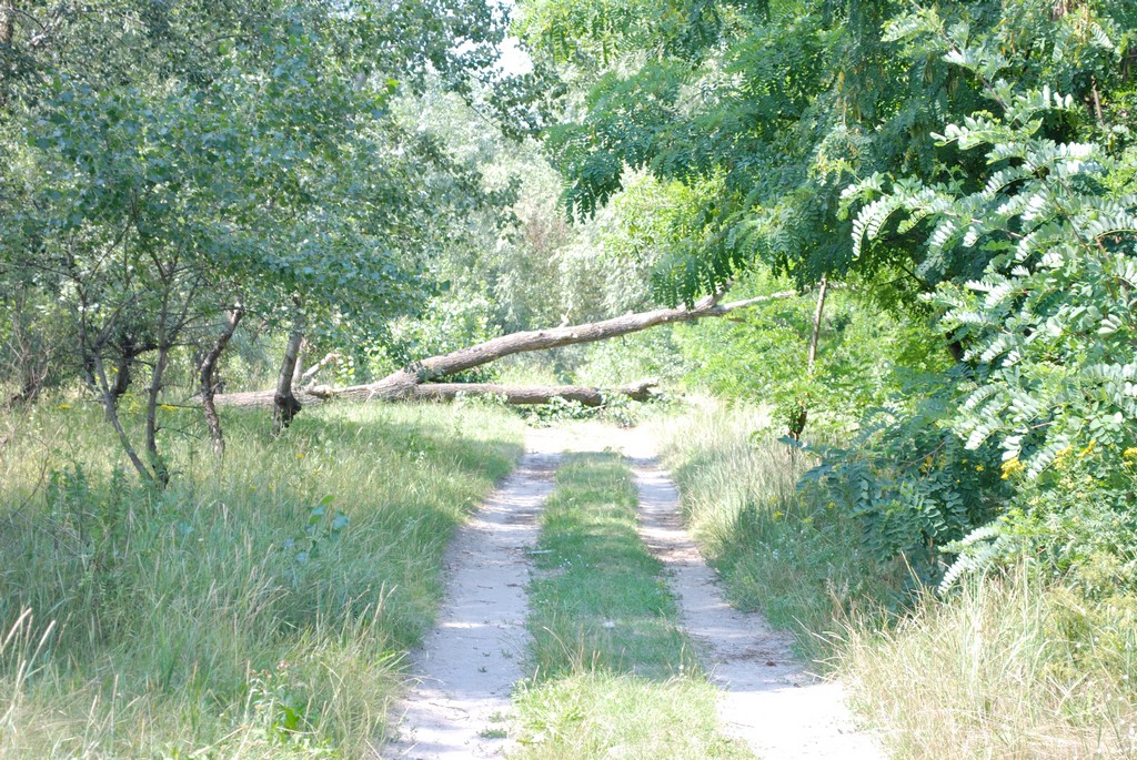 5_20100803145544__DSC0008.jpg